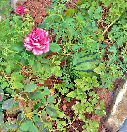 Dream Island Livadia (Tilos)