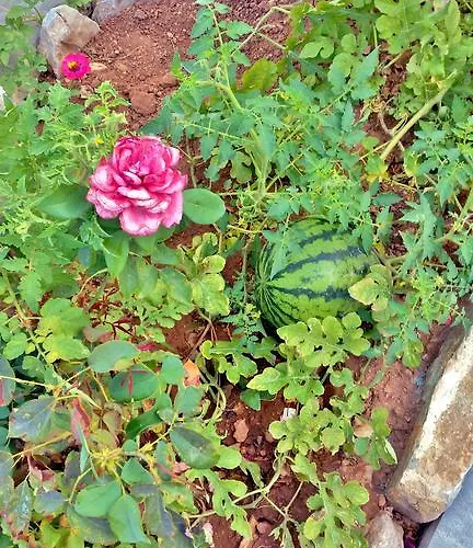 Dream Island Livadia (Tilos)